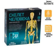 Набор для опытов «Скелет человека» 7647805 - Интернет-магазин игрушек и конструкторов Лего kubikon.ru, г. Екатеринбург